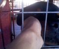 Σαλαμίνα: Χτυπάει διαρκώς τον σκύλο του με καδρόνι (βίντεο)